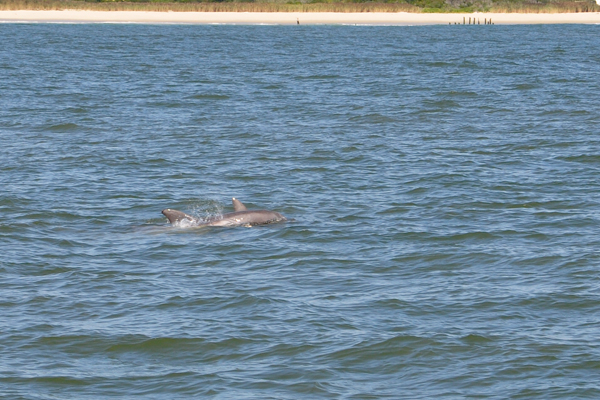 dolphins